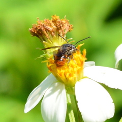Megachile stulta