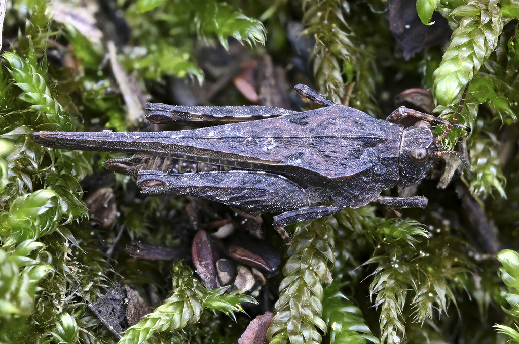 Slender groundhopper (Tetrix subulata)