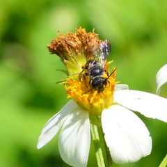 Megachile stulta