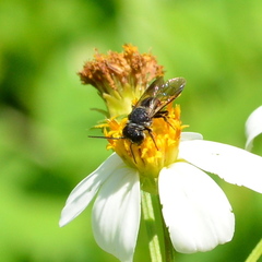 Megachile stulta