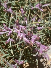 Noaea mucronata