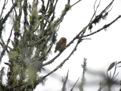 Glaucidium jardinii