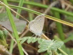 Zizeeria karsandra