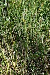 Carex rotundata