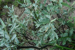 Salix lapponum