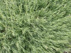 Minuria cunninghamii