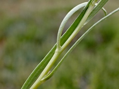 Minuria cunninghamii