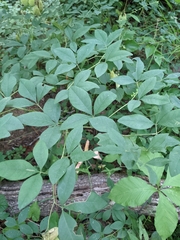 Baptisia megacarpa