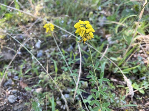 zanovätník černejúci (Cytisus nigricans)