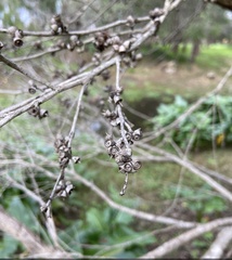 Eucalyptus decipiens