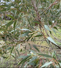 Eucalyptus decipiens