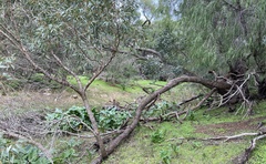 Eucalyptus decipiens