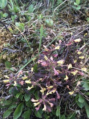 Pedicularis labradorica
