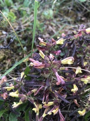 Pedicularis labradorica