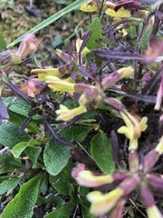 Pedicularis labradorica