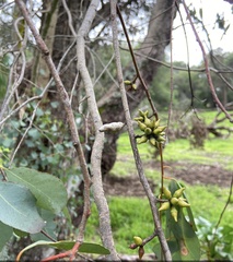 Eucalyptus decipiens