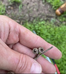Eucalyptus decipiens