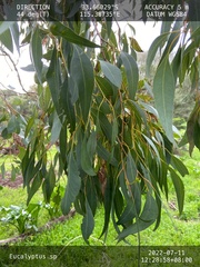 Eucalyptus decipiens
