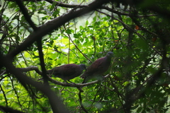 Nesoenas picturatus