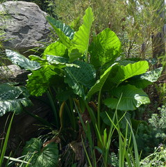 Alocasia macrorrhizos