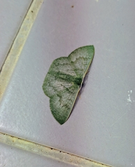 Orothalassodes curiosa