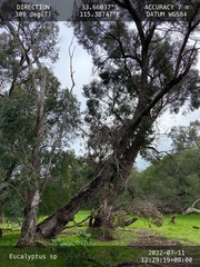 Eucalyptus decipiens