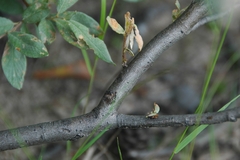 Salix lapponum