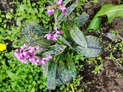 Dactylorhiza aristata