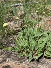 Eriogonum compositum compositum