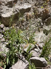 Symphyotrichum greatae