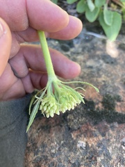 Eriogonum compositum compositum