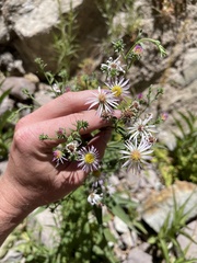 Symphyotrichum greatae