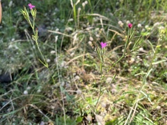 Dianthus armeria