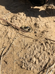 Thamnophis cyrtopsis cyrtopsis