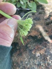 Eriogonum compositum compositum