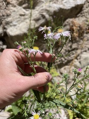 Symphyotrichum greatae