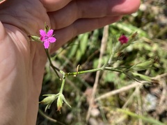 Dianthus armeria
