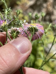 Symphyotrichum greatae