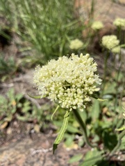 Eriogonum compositum compositum