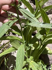 Symphyotrichum greatae