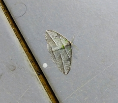 Arctornis heteroides