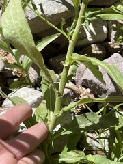 Symphyotrichum greatae