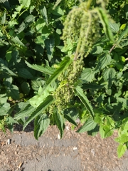 Urtica dioica