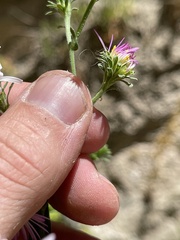Symphyotrichum greatae