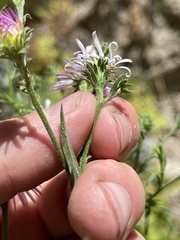 Symphyotrichum greatae