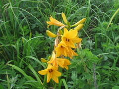 Hemerocallis middendorffii