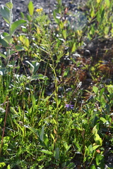 Erysimum cheiranthoides