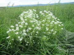 Cardamine leucantha
