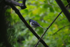 Copsychus albospecularis