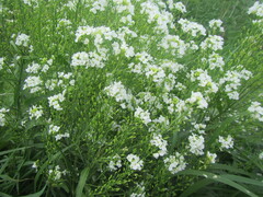 Cardamine leucantha